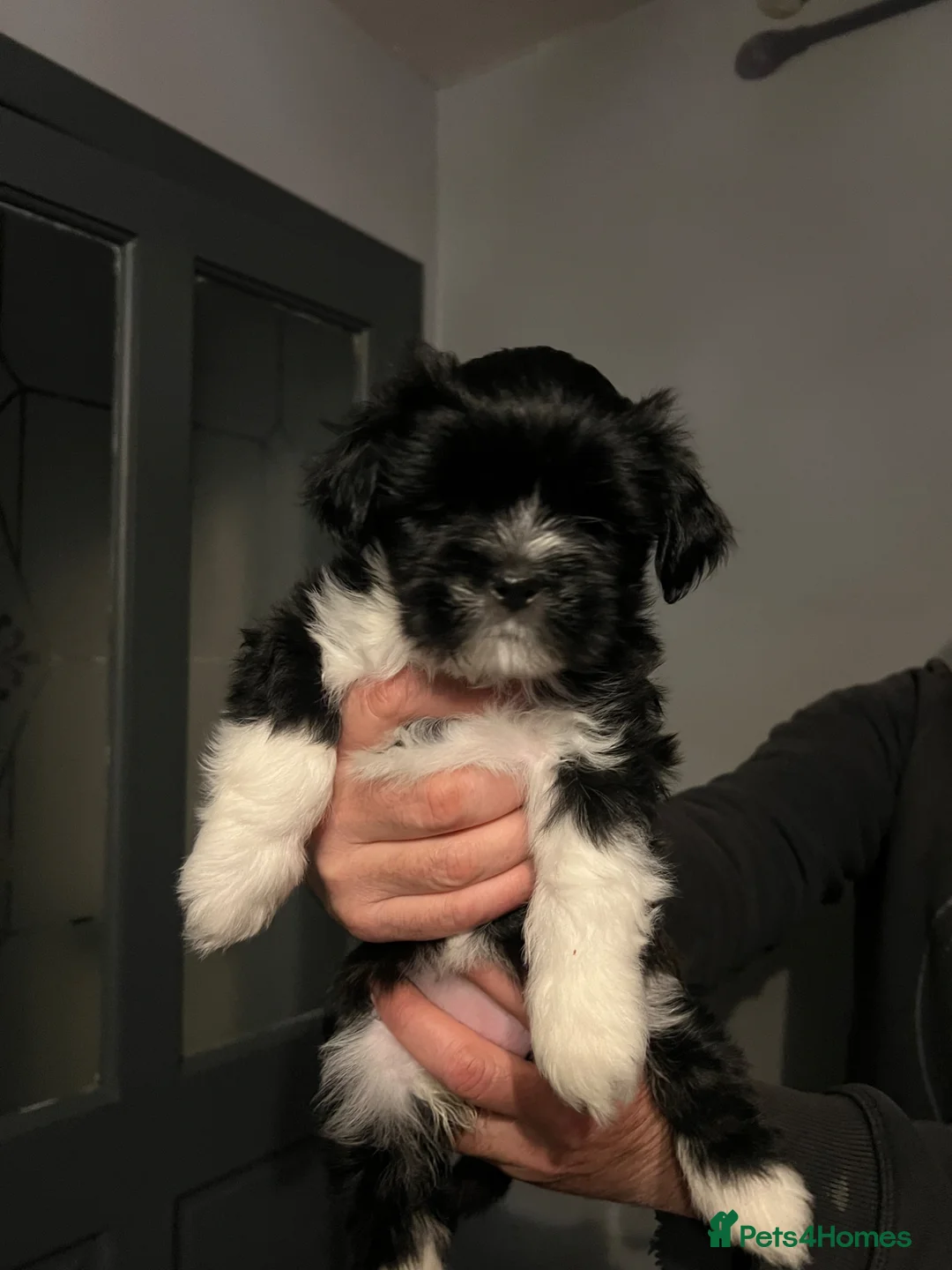 Lhasa Apso dogs for sale: Lhasa apso pups  - Advert 8