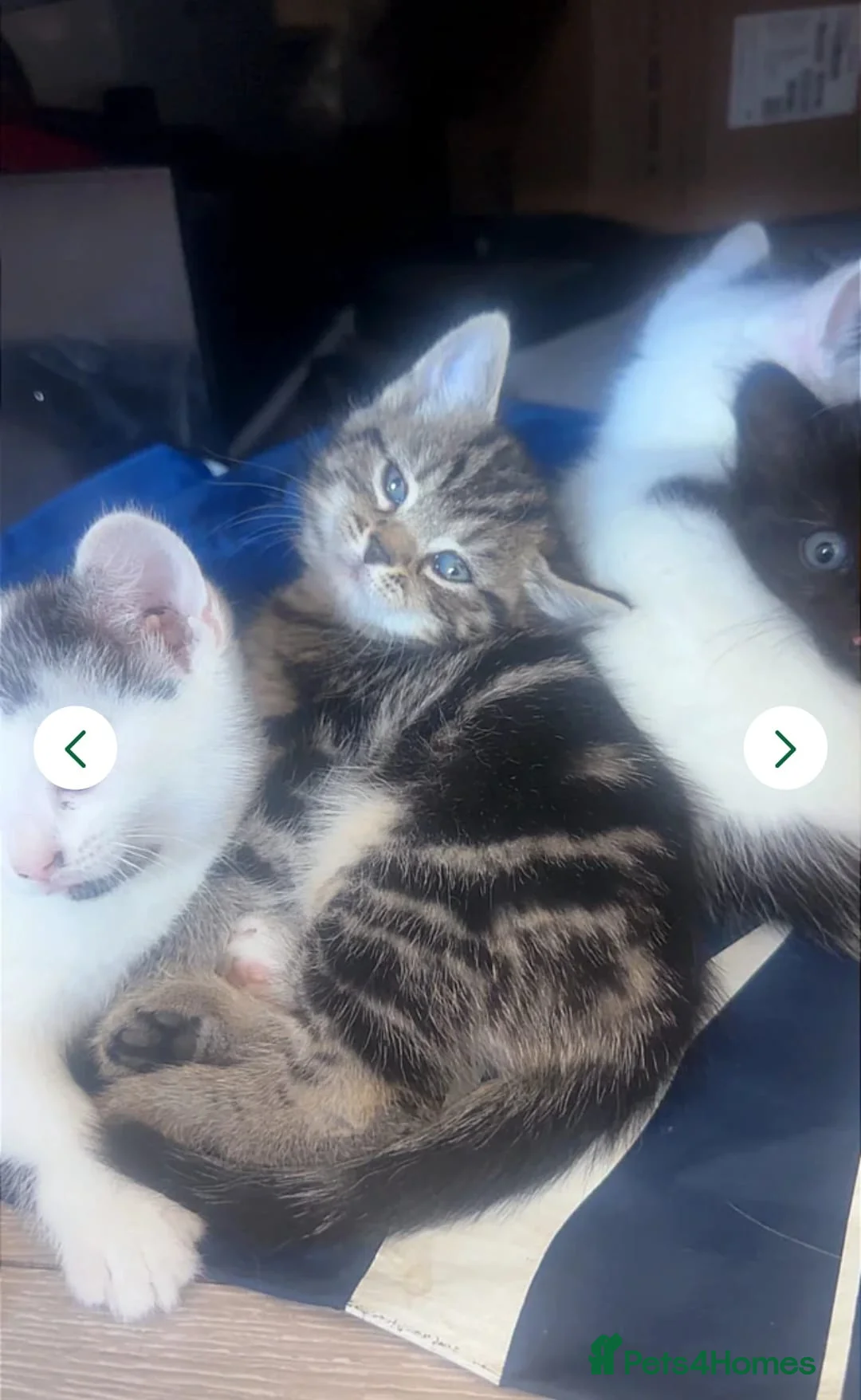 Mixed Breed cats for sale: Beautiful 10-week-old mixed breed male kitten in London - Advert 2