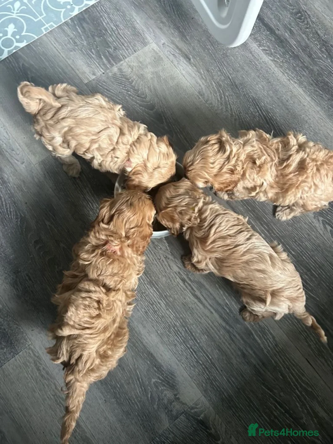 Cockapoo dogs for sale: Adored Cockapoo Puppies Ready to Join Your Family in Bristol - Advert 6