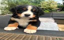 Bernese Mountain Dog dogs for sale: KC Bernese Pups – Calm, Loving & Ready Soon - Image 3