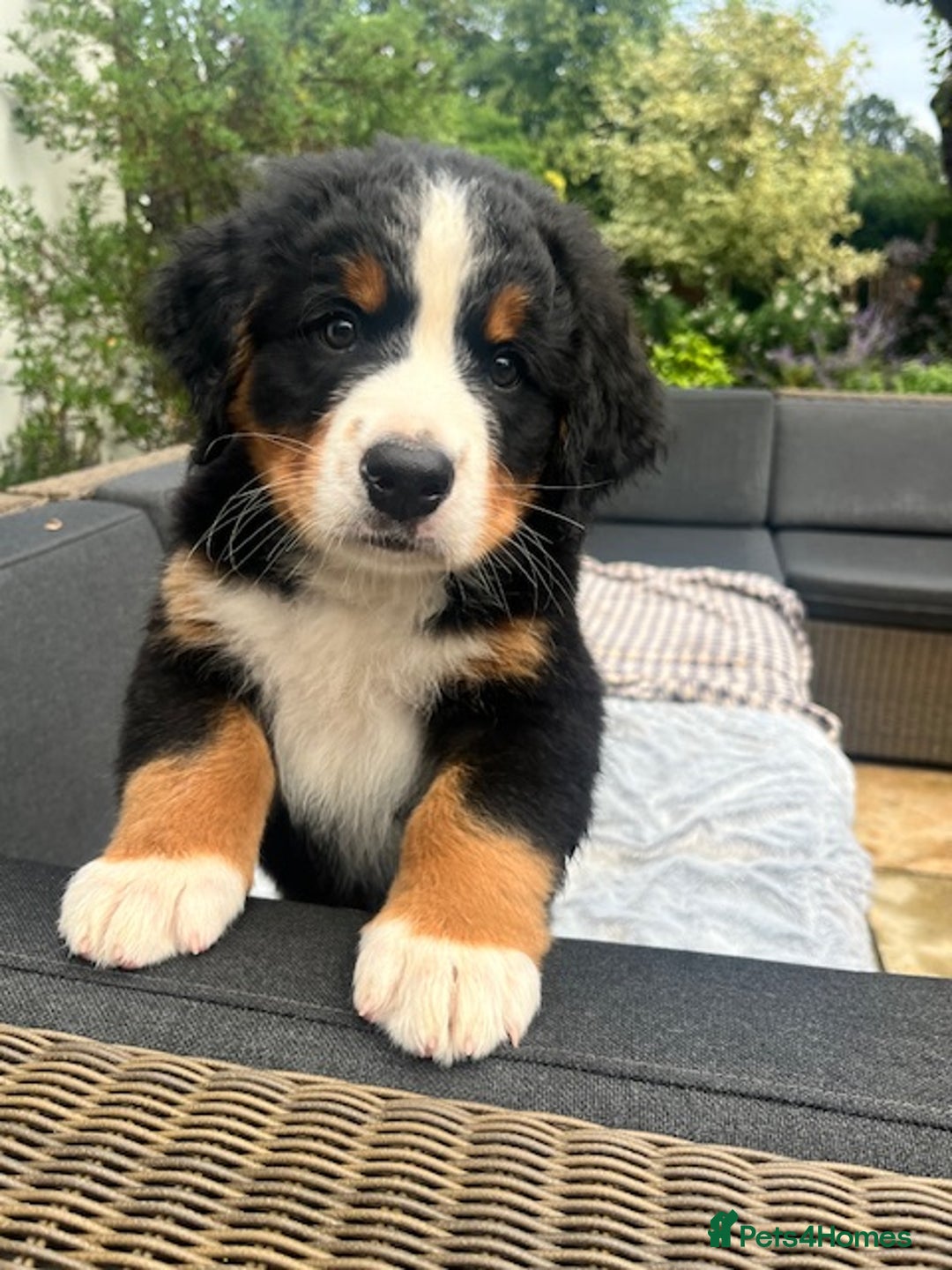 Bernese Mountain Dog dogs for sale: KC Bernese Pups – Calm, Loving & Ready Soon - Image 3