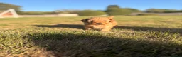 Miniature Poodle dogs for sale:  🐾 KC Registered Miniature Poodles-Red&Apricot 🐾 - Advert 12
