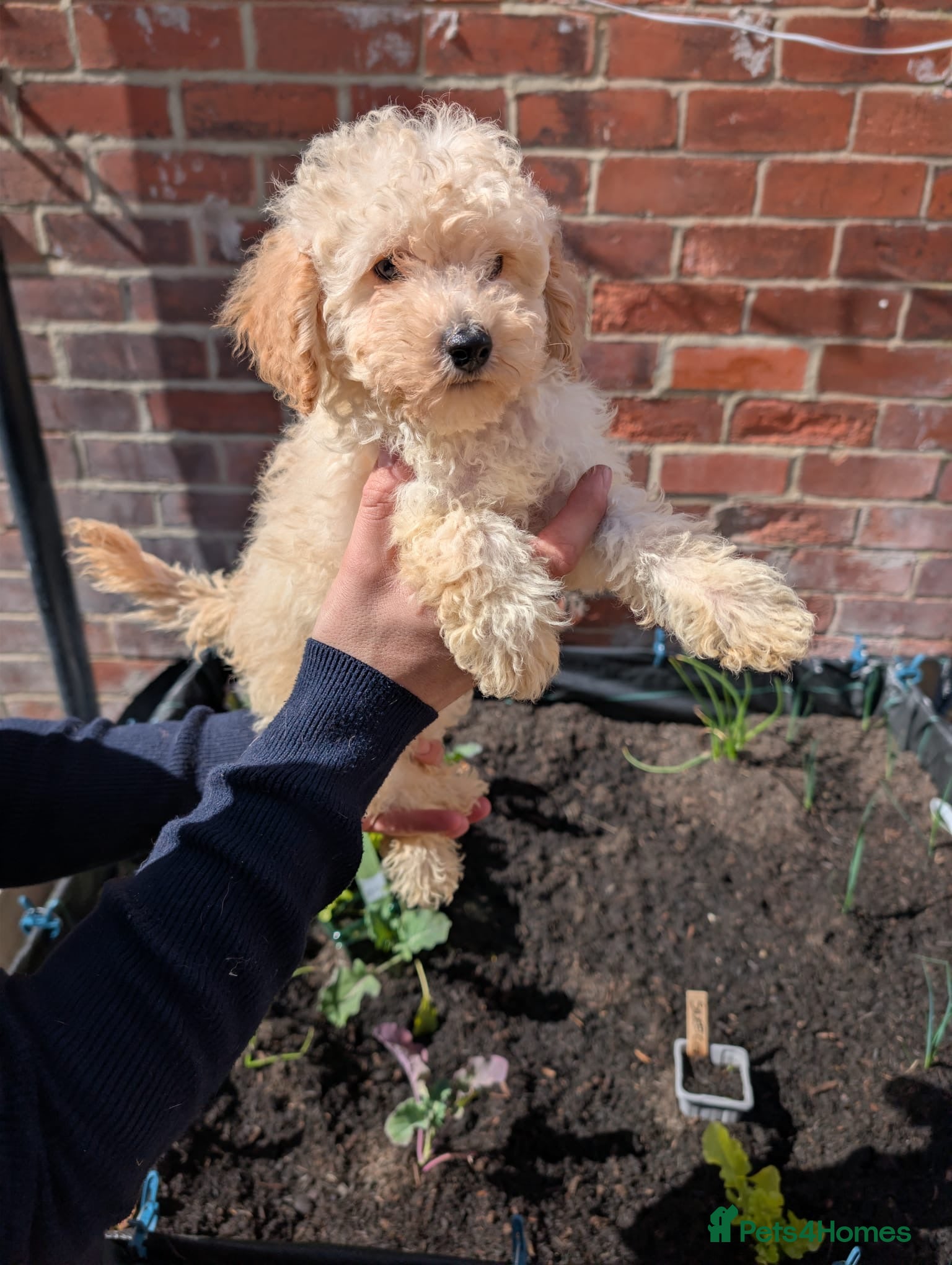 Toy Poodle dogs Ready to go Exceptional Toy poodles for sale - Advert 2