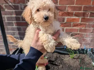 Toy Poodle dogs Ready to go Exceptional Toy poodles for sale - Advert 2
