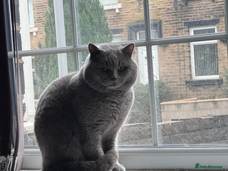British Shorthair cats in Bradford - Advert 33