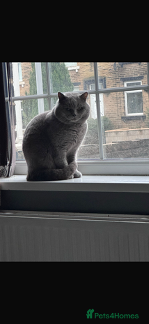 British Shorthair cats BSH STUD duties CCTV in Bradford - Advert 13