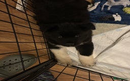 Akita dogs for sale:  ⭐ READY NOW adorable chunky A/AKITAS - Image 26