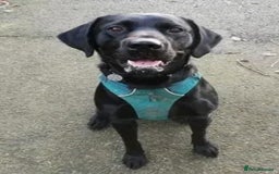 Labrador Retriever dogs for stud: PROVEN KC Registered Black Labrador for Stud Kent in Dover - Image 8