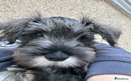 Miniature Schnauzer dogs for sale: Ready for our forever home’s miniature schnauzers  - Image 37