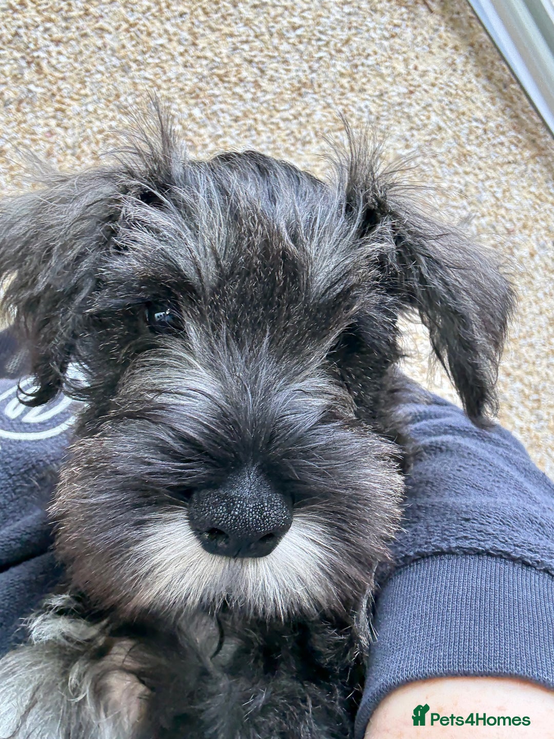 Miniature Schnauzer dogs for sale: Ready for our forever home’s miniature schnauzers  - Image 37