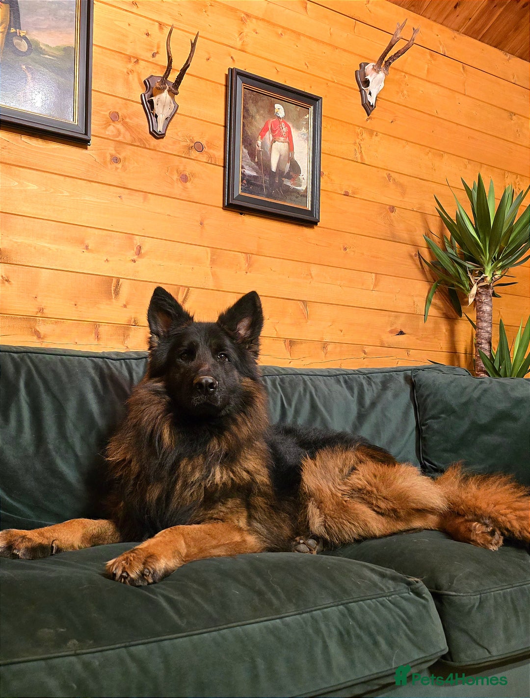 German Shepherd dogs for sale: Outstanding KC longhaired german shepherd puppies - Image 7