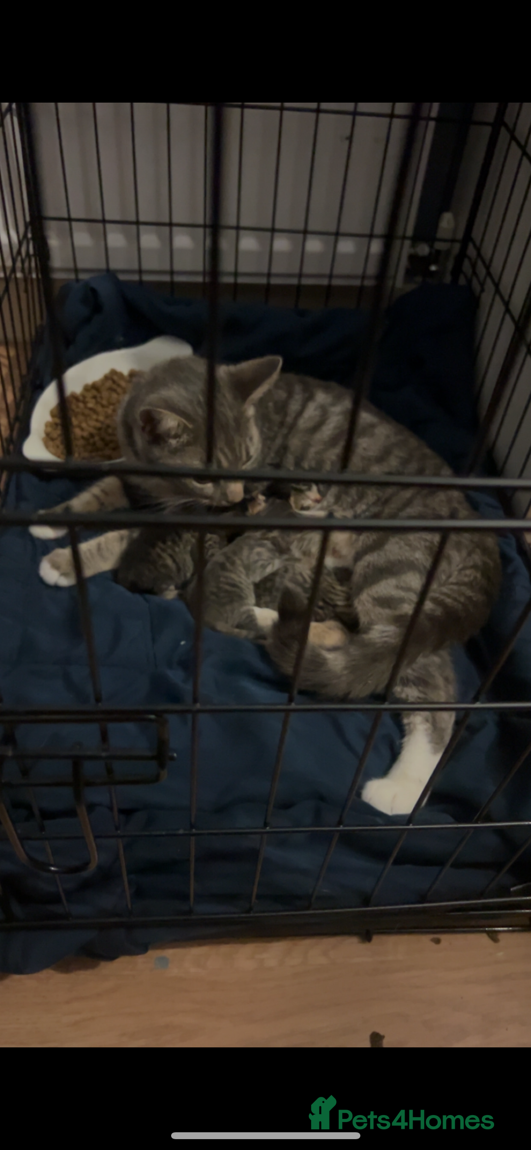 Mixed Breed cats for sale: Kittens  - Image 5
