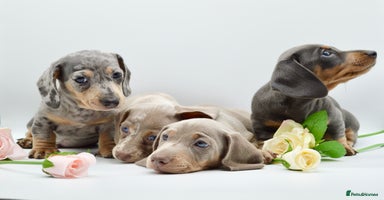 Miniature Dachshund dogs - Advert 1