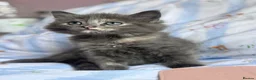 Ragdoll cats for sale: Lovely kittens for sale - Advert 8