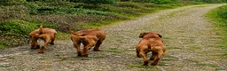 Rhodesian Ridgeback dogs for sale: KC RHODESIAN RIDGEBACK PUPPIES FOR SALE  in Carlisle - Advert 6