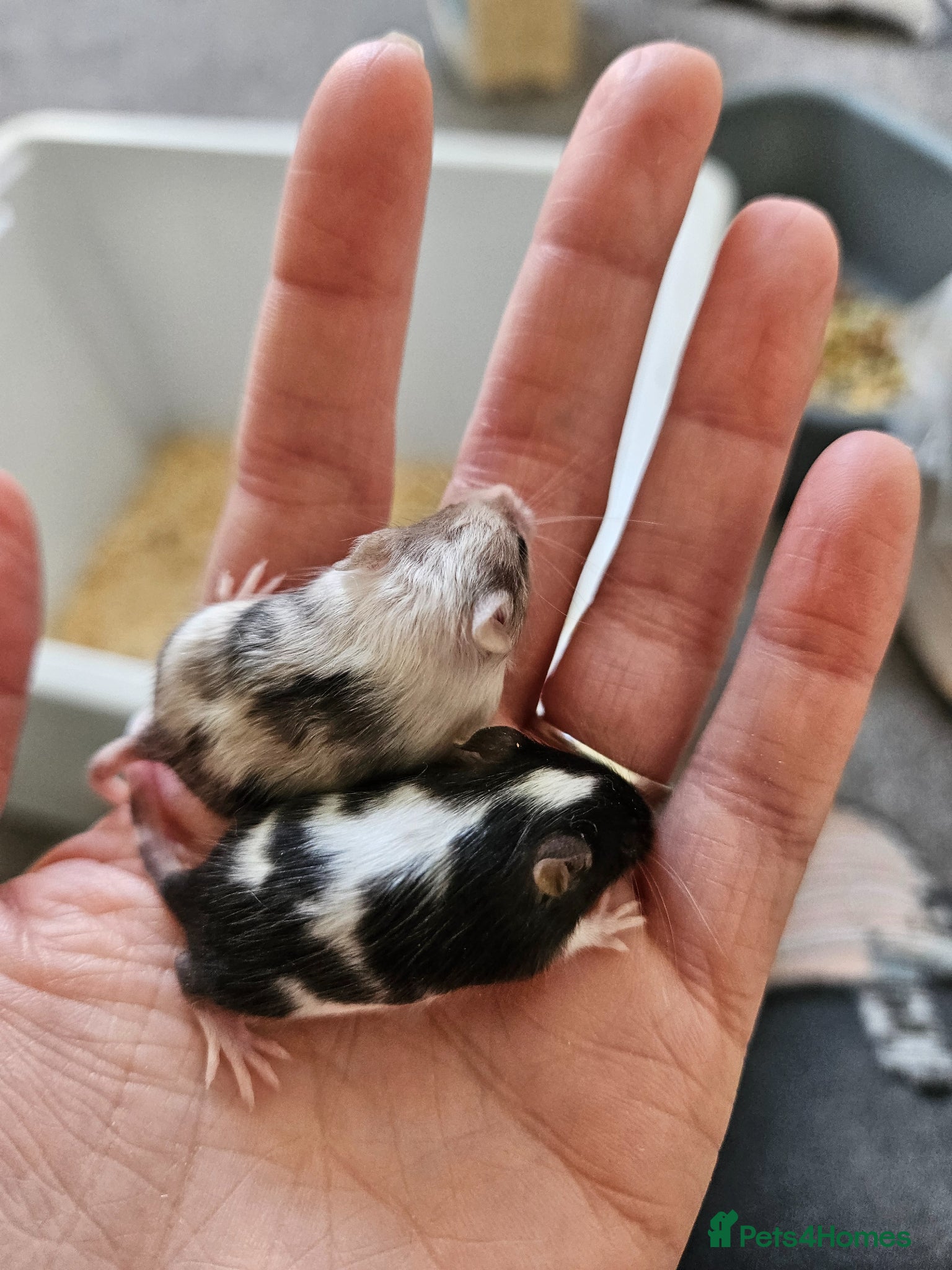 Mouse rodents Baby female fancy mice  - Advert 1