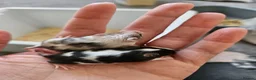 Mouse rodents for sale: Baby female fancy mice  - Advert 1