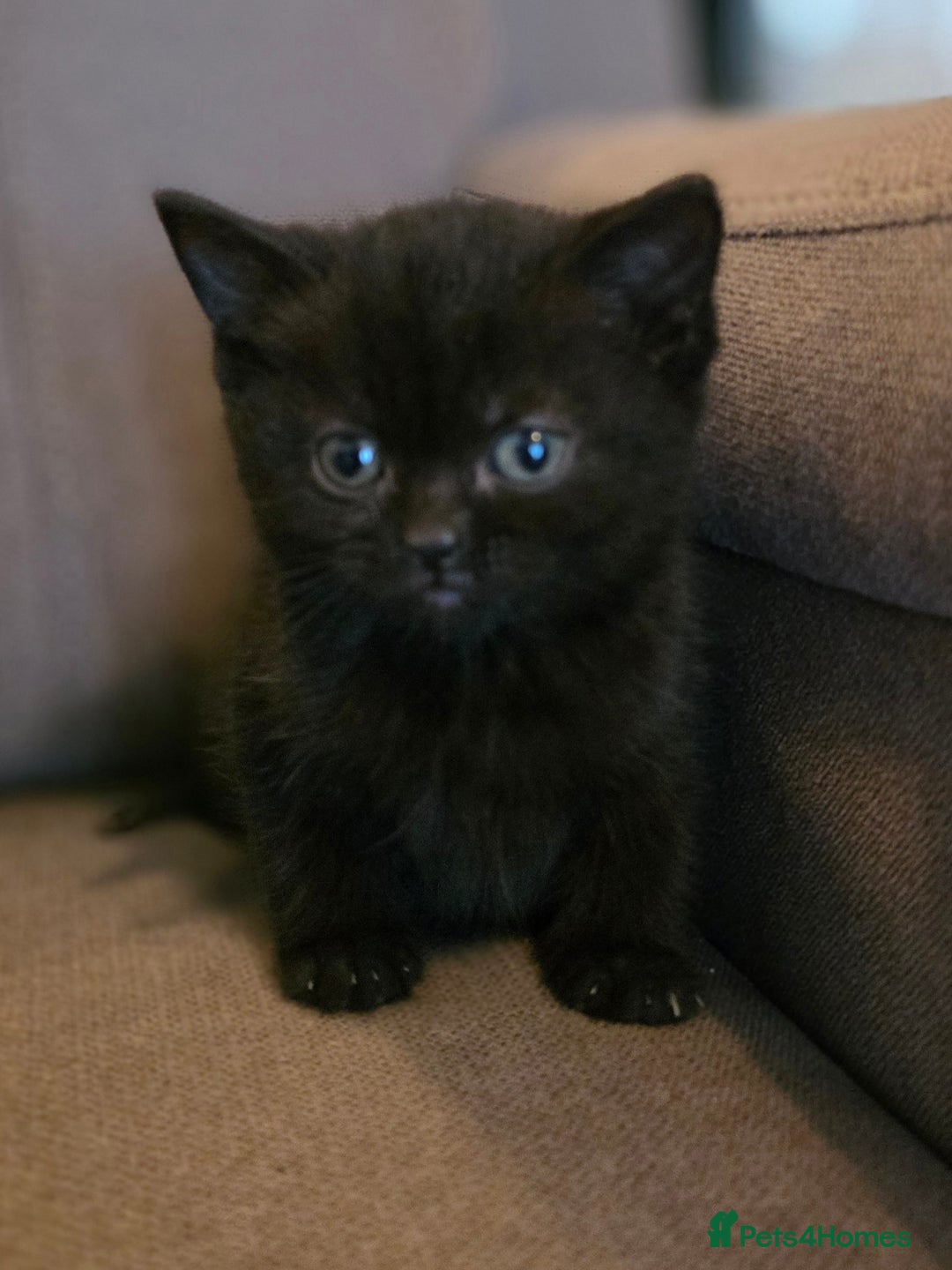 British Shorthair cats for sale: Gorgeous Black Female BSH Cross kitten - Image 7