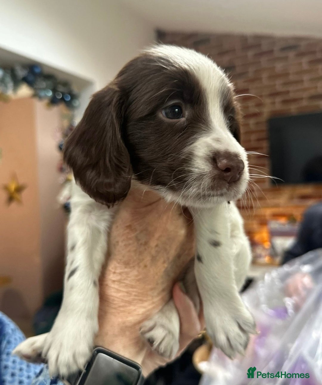 Sprocker dogs for sale: Working Sprocker Spaniels  - Advert 33