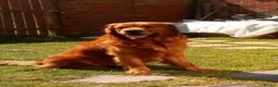 Golden Retriever dogs for sale: Beautiful Golden Retriever Puppies - Advert 3