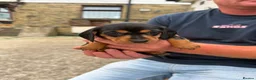 Dachshund dogs for sale: Miniature dachshund for sale in Elland - Advert 10