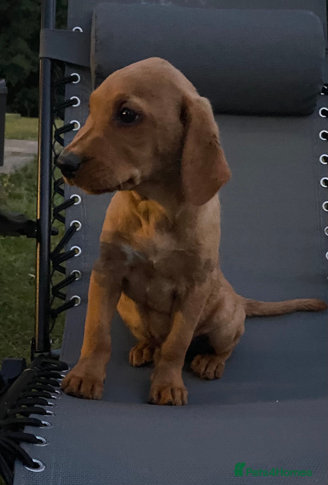 Labrador Retriever dogs for sale: BEAUTIFUL LABRADOR PUPPYS READY NOW - Image 9
