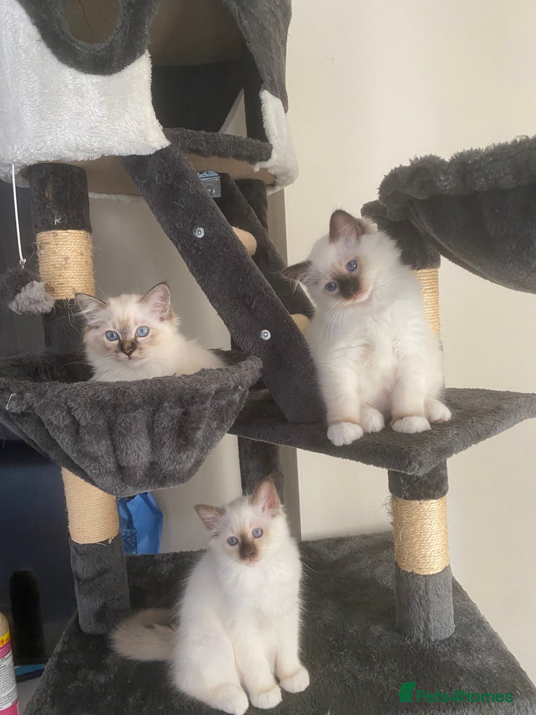 Birman cats for sale: Mrs Mary T. - Image 3