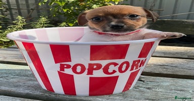 Jack Russell dogs - Advert 6
