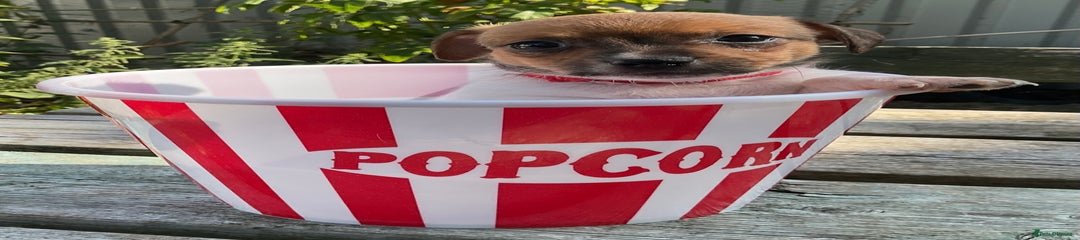 Toto