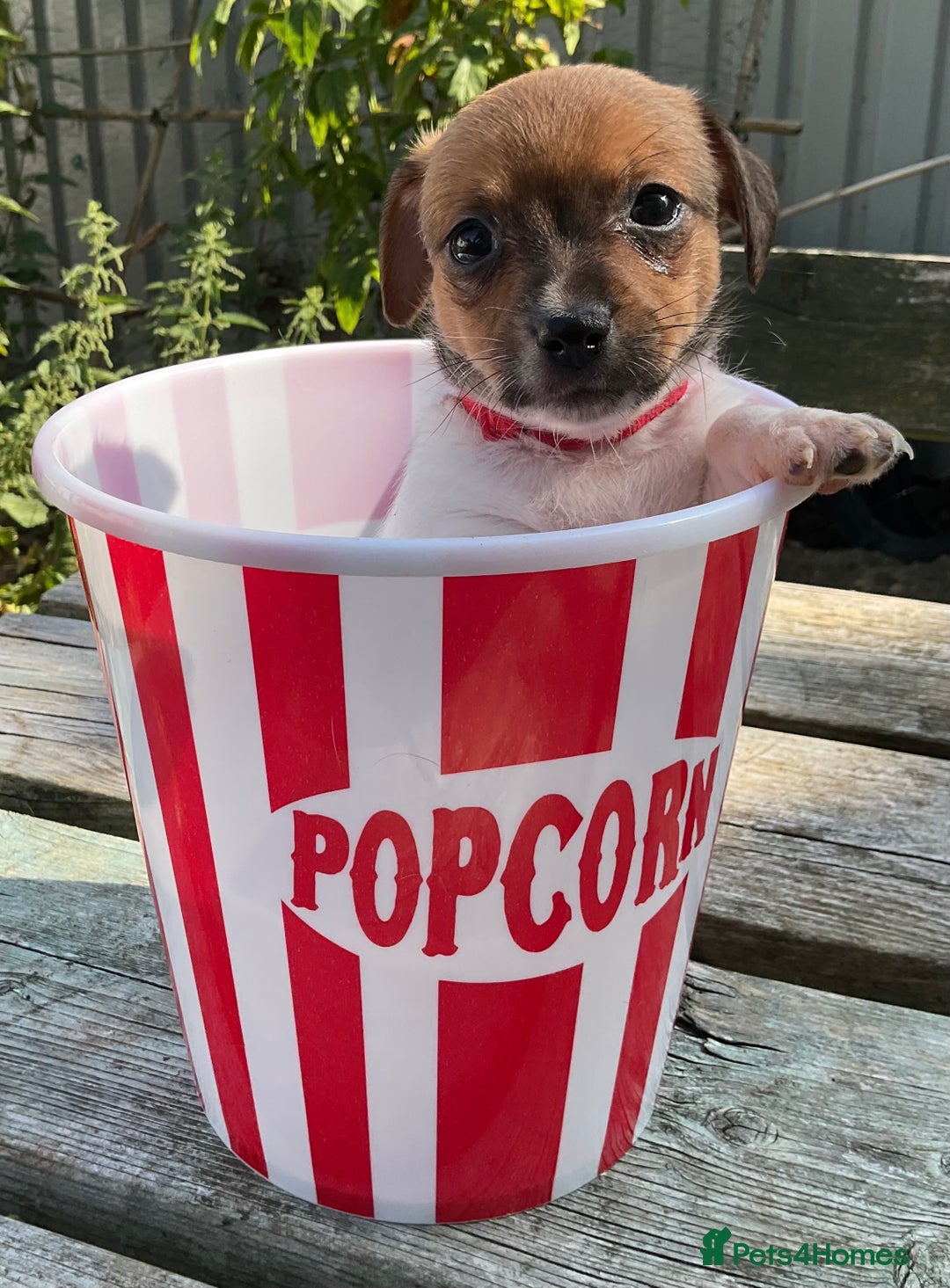 Jack Russell dogs for sale: Tiny Jack Russell’s - Image 3