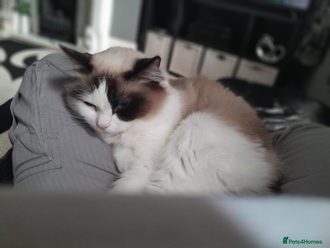 Ragdoll cats for sale: Female Ragdoll cat - Image 3
