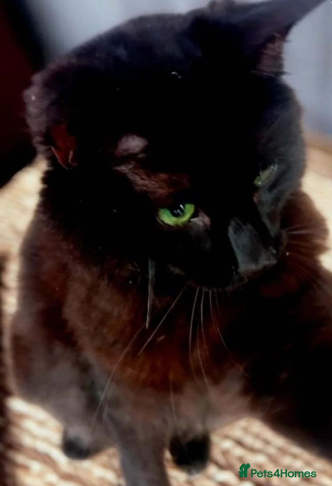 Mixed Breed cats for adoption: A handsome Lad  with a wonderful personality  - Advert 1