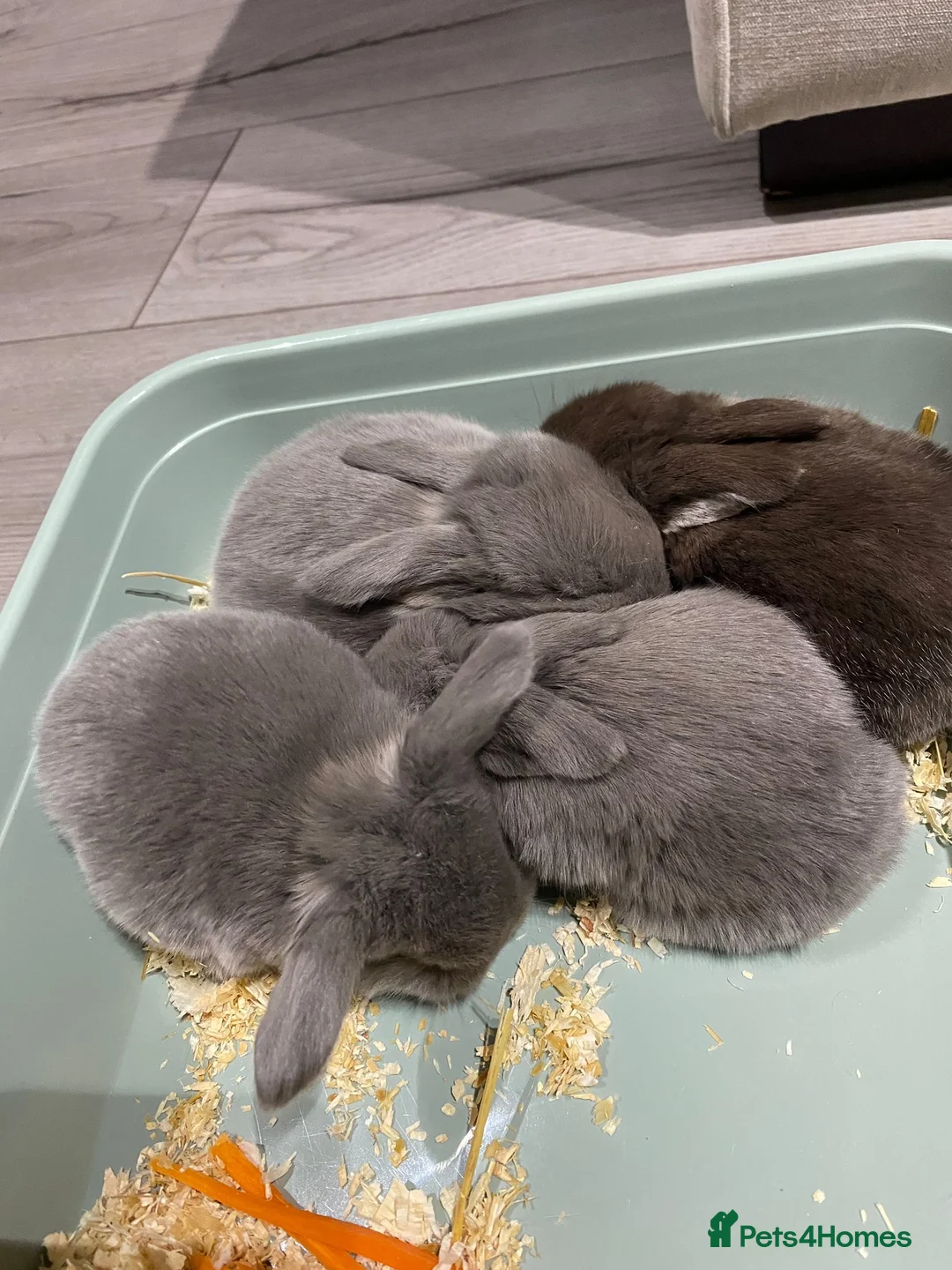 Mini Lop rabbits for sale: ❤️Mini Lop bunny 🐰 for sale   - Advert 11