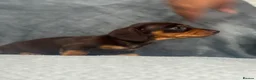 Dachshund dogs for sale: 2 beautiful female dashounds  - Advert 15