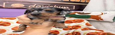 Miniature Dachshund 5