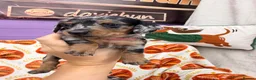 Miniature Dachshund dogs for sale: 4 adorable miniature dachshund boys available  - Advert 21