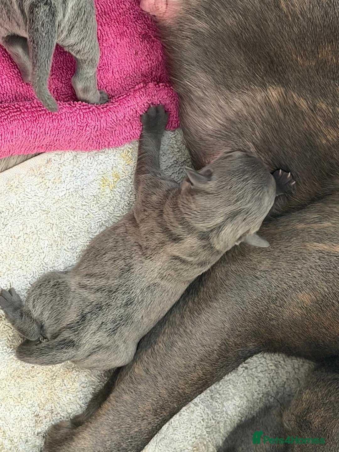 Staffordshire Bull Terrier dogs for sale: Amazing blue Staffordshire puppies - Advert 5