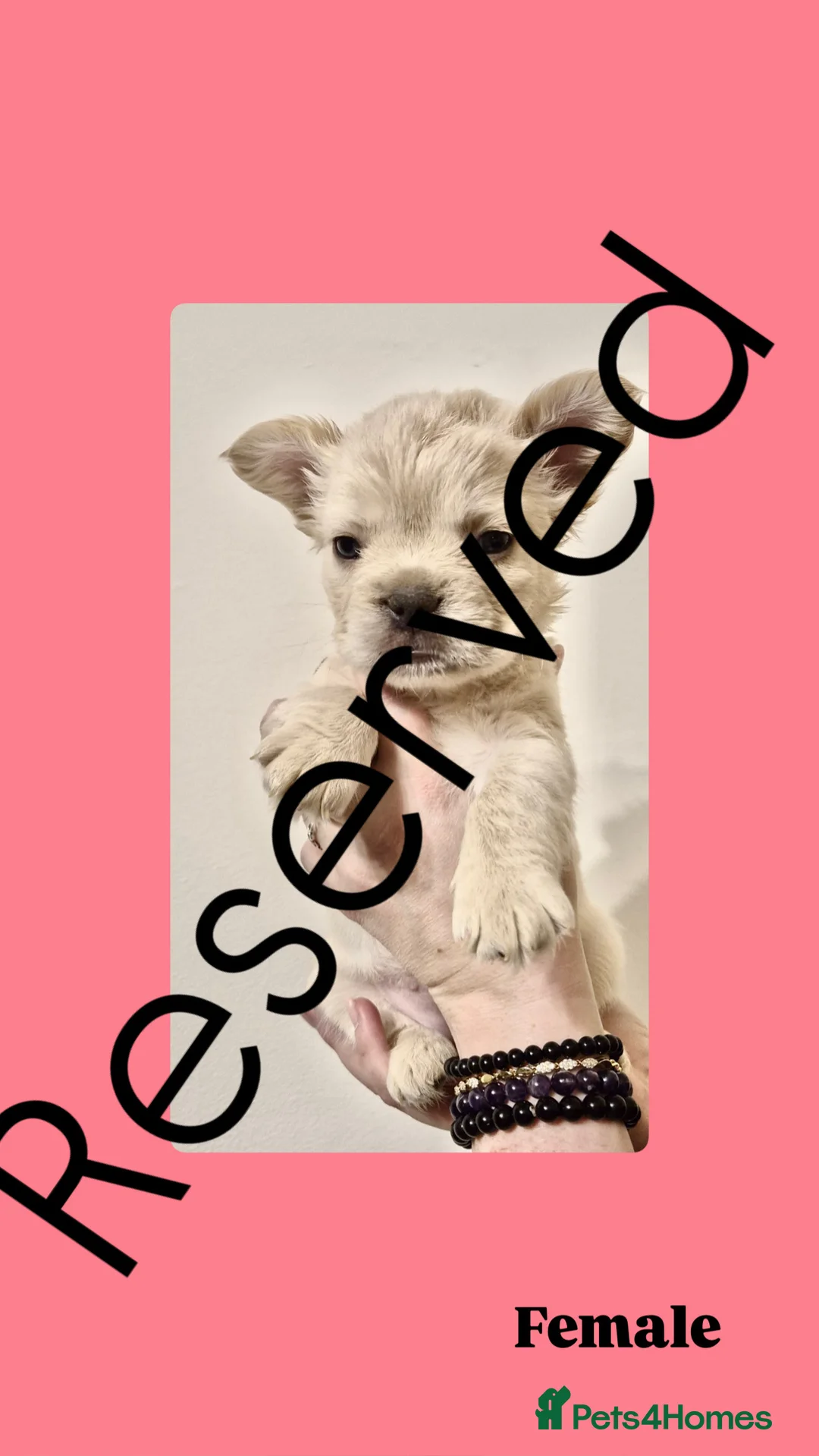 French Bulldog dogs for sale: French Bulldog Fluffy  - Advert 11