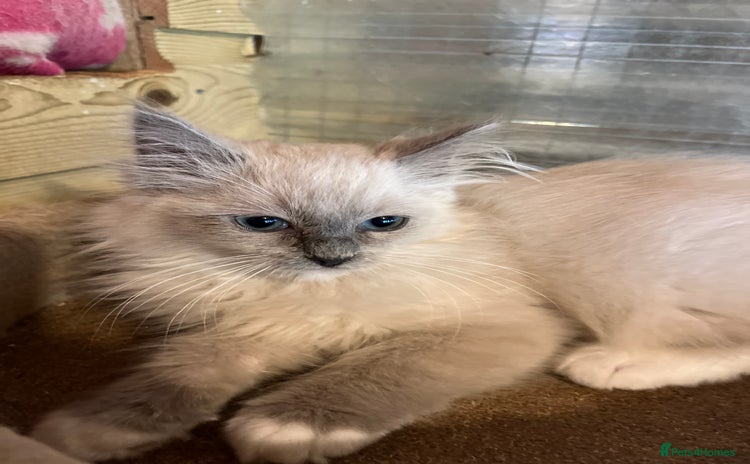 Ragdoll cats - Advert 3