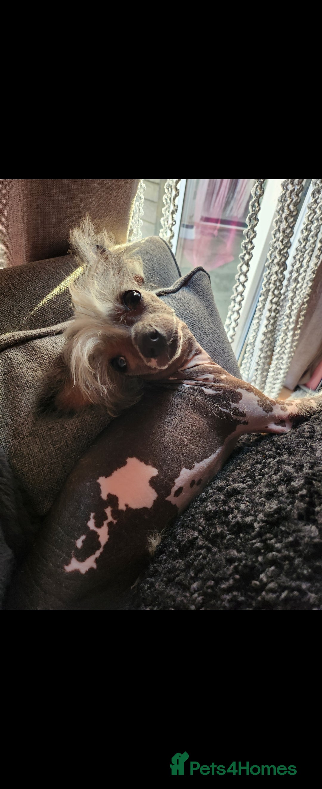 Mixed Breed dogs for sale: Tiny hairless Chinese crested/chihuahua pup  - Image 22