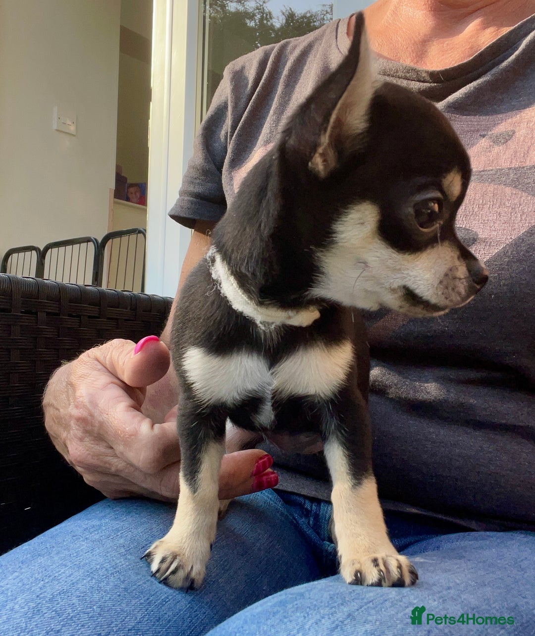 Chihuahua dogs for sale: Forever 🏡 ready KC 🇬🇧 chihuahua puppies - Image 14