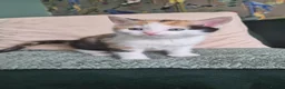 Mixed Breed cats for sale: 3 female kittens left! - Advert 3