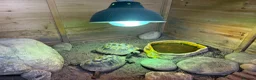 Tortoise reptiles for sale: Breeding pair of Hermann Tortoises - Advert 3