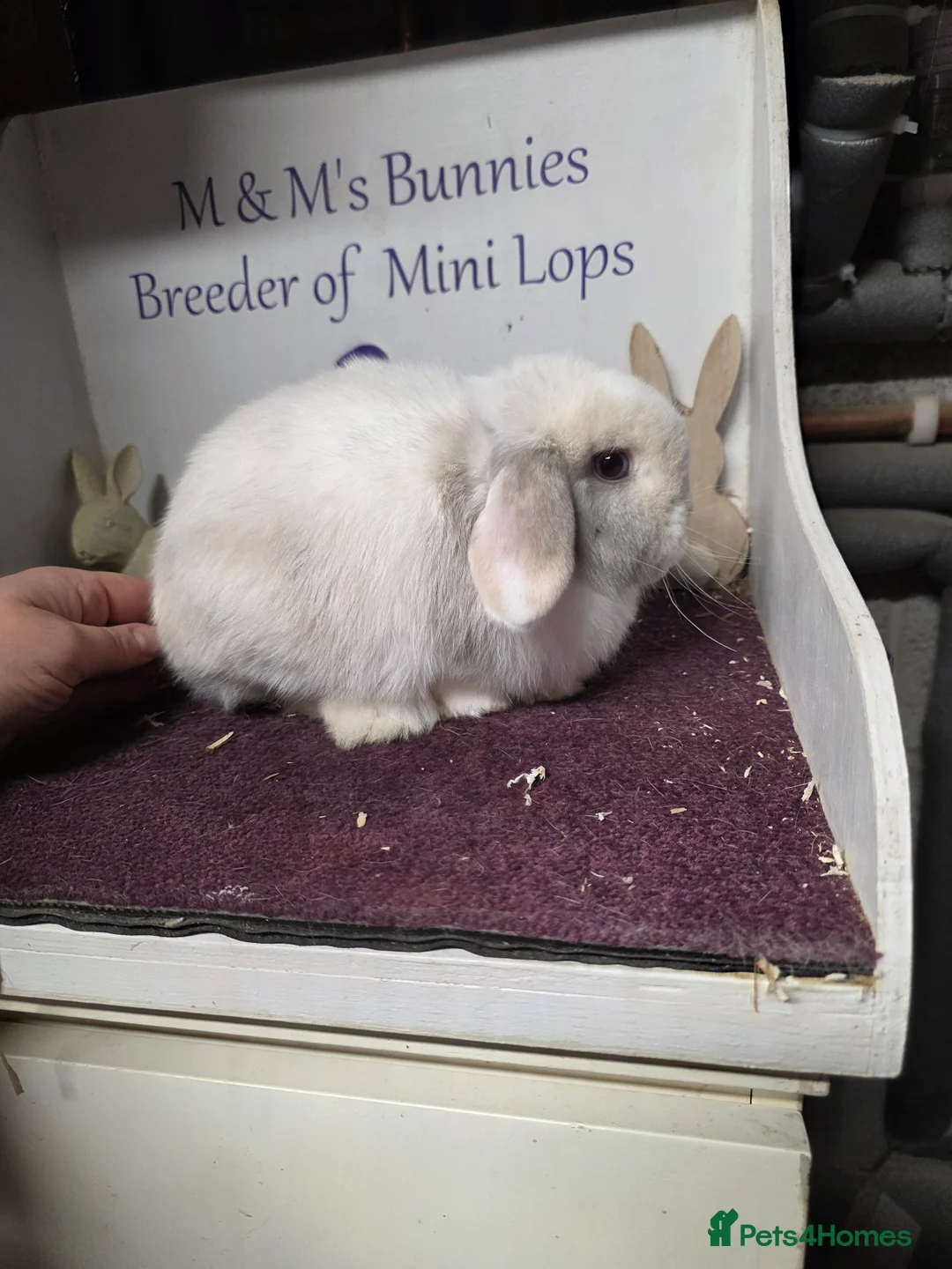 Mini Lop rabbits for sale: Mini Lop Lilac Pointed Magpie Doe - Advert 5