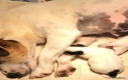 Jack Russell dogs for sale: Mini Jack Russell Terrier puppy - Image 4