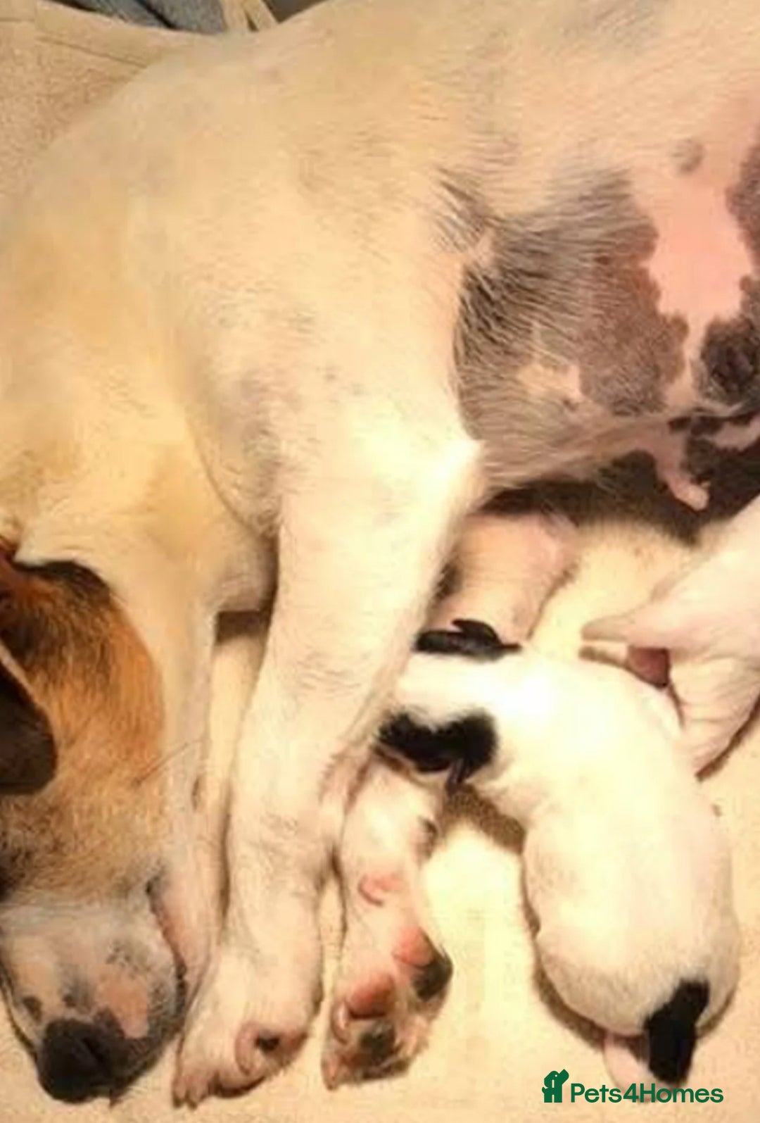 Jack Russell dogs for sale: Mini Jack Russell Terrier puppy - Image 4