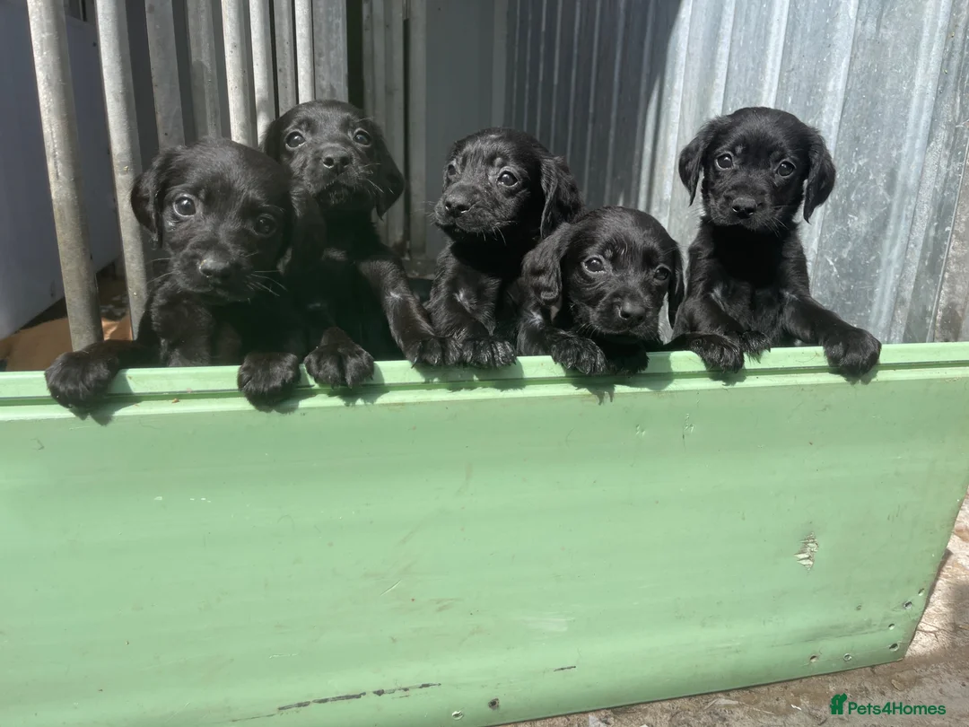 Cockerdor dogs for sale: Cockedor puppies  - Advert 1