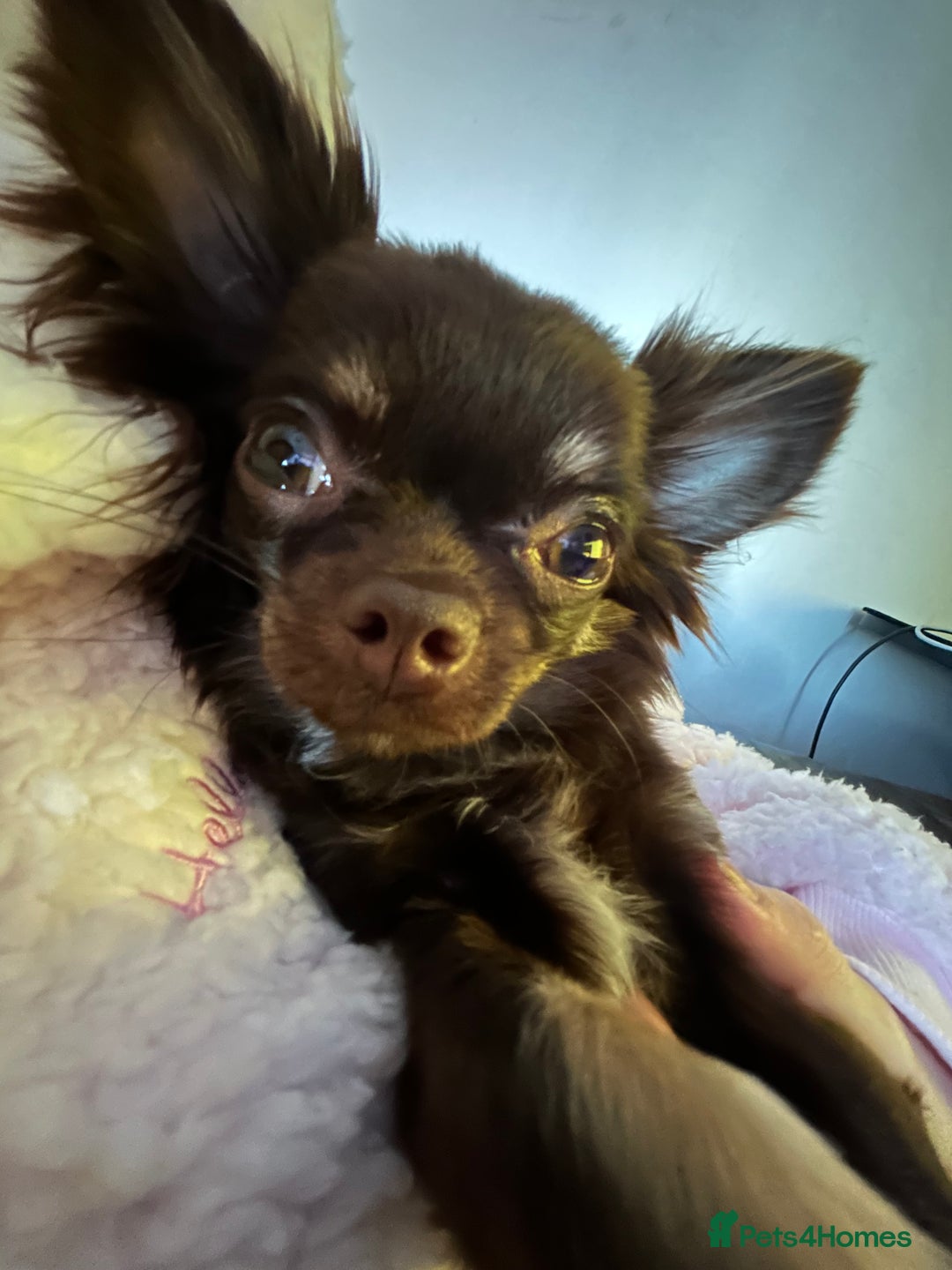 Chihuahua dogs for sale: Long haired tiny KC chihuahua girl - Advert 3