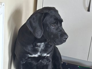 Cane Corso dogs - Advert 1