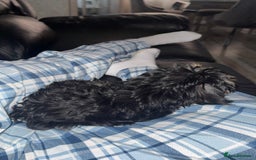 Morkie dogs for sale: male morkie for sale  - Image 5